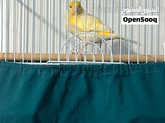 طير كناري سوري شرط التغريد