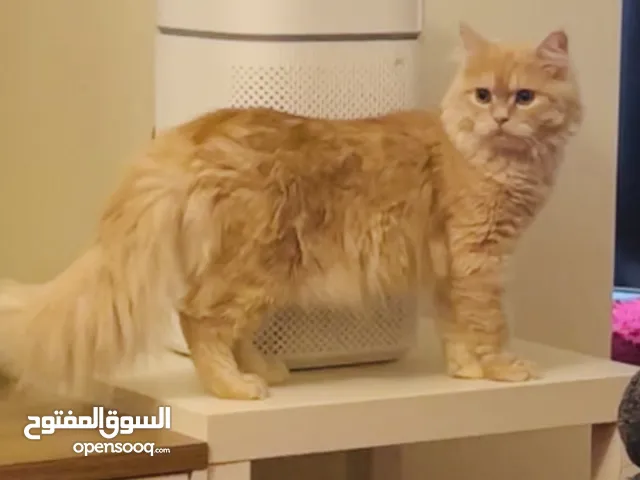 Persian cat for adoption