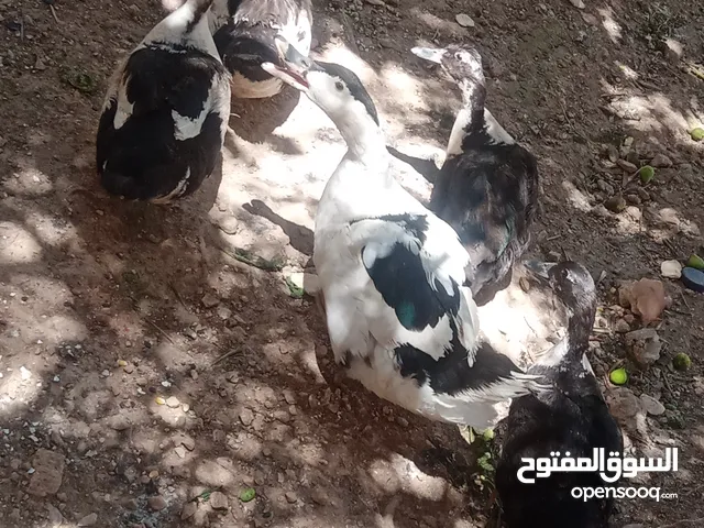 بط بلديي للبيع