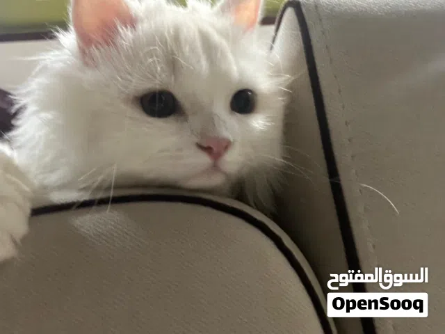 Cat for meeting (male) (ذكر)لتزاوج