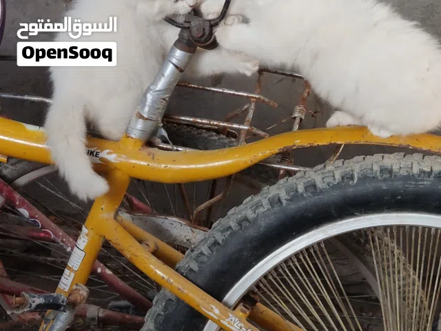 زوج قطط بيض خوات لعب ونضافه وجمال