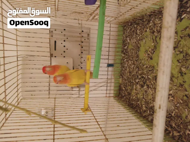 كوبيه رد فيس للبيع