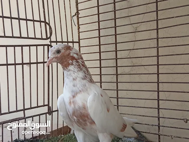 حمام ياكستاني تابع الوصف كل طير وسعره الي له الرغبه الخاص