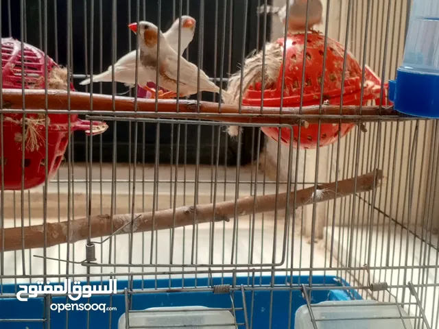 ذكر وانثيتين جنه دبل جامبو بسم الله ما شاء الله ابو وامه فراخ الرجاء التواصل عبث الدردشه الرقم غير ف