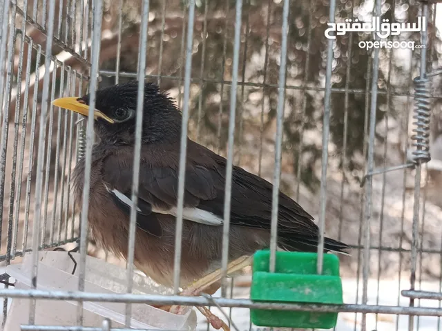 عصفور مَينة نادر وجميل – ذكي جداً ويتكلم!