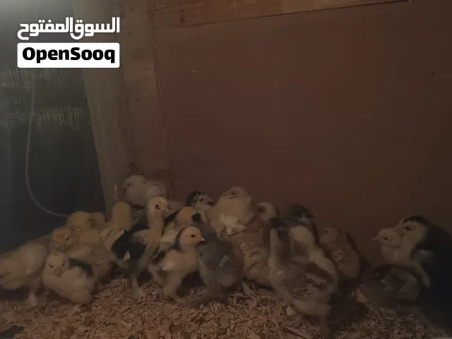 سلام عليكم ورحمة الله وبركاته