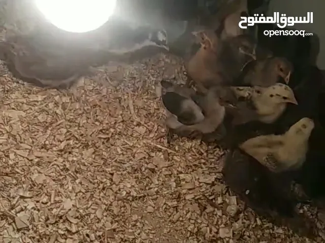صيصان بلدي العمر 19 يوم