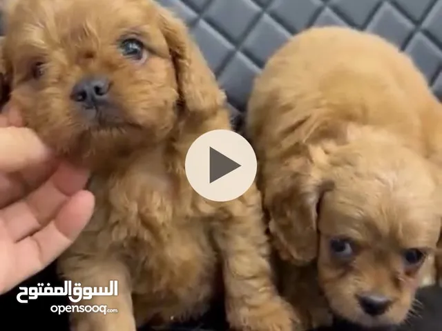 Poodle Cavapoo