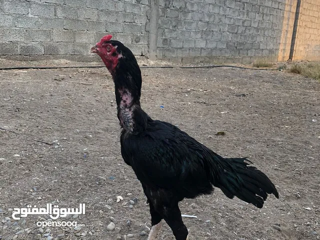 للبيع او للبدل