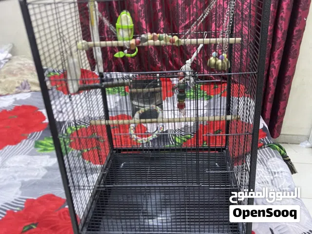 Specious Strong Bird Cage