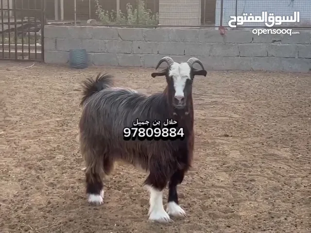 شاه من حلال بني سعيد الاصل