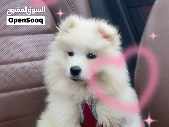 كلبه انثى سامويد اصل العمر 6 اشهر اللون ابيض كامل طيبه ولعوبه وهاديه وتحب تلعب مع الاطفال