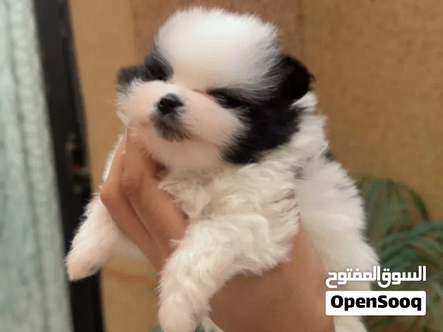 للبيع كلاب البوميرانيان صغيرة - بيور ( سلالة عالية )