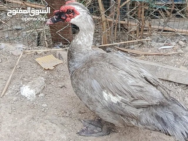 بش رصاصي عمر سنه خشن شرط الشد