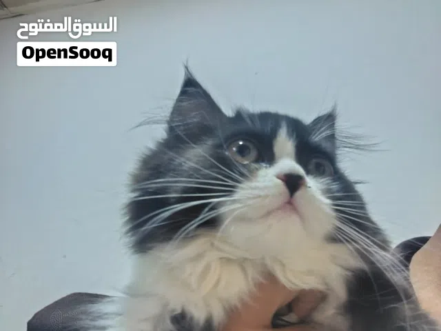 قطط ثنين صغار و امهن نوعهن هملايا لطيفات جداً