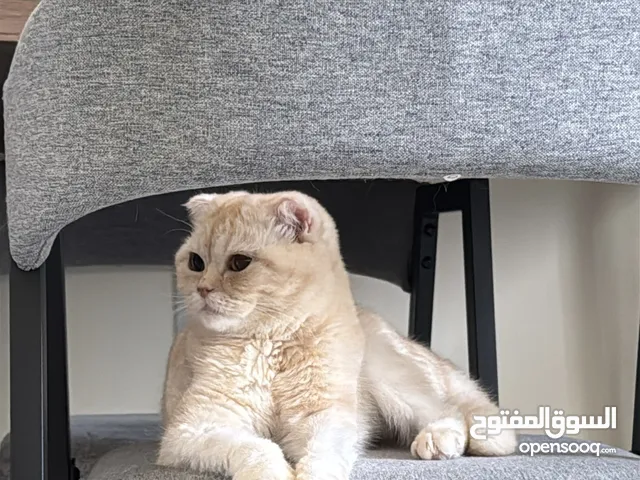 Scottish fold