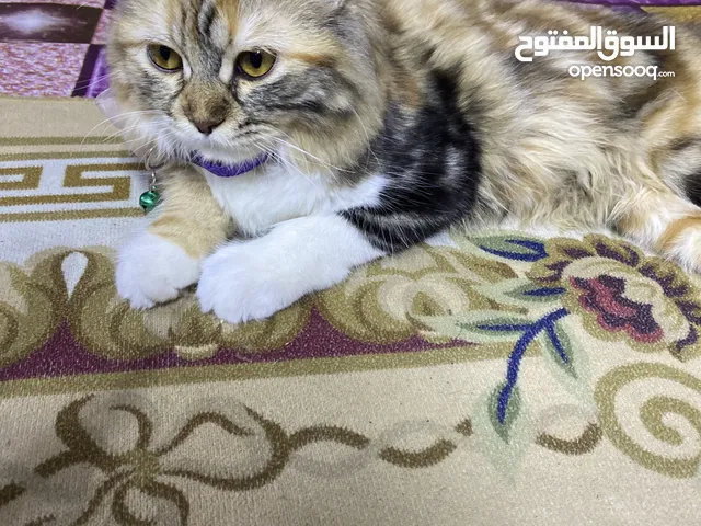 قط شيرازي أنثى