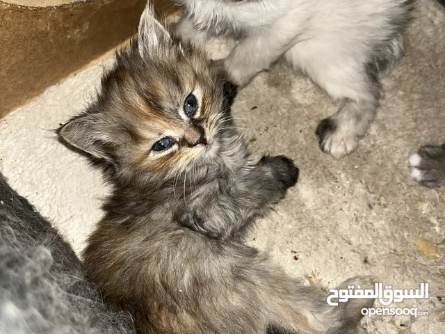 قطط فارسيه عمر شهريين
