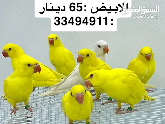 متاتو دره نهاية غر