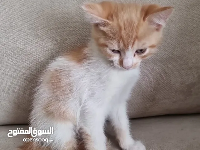 قطه للتبني