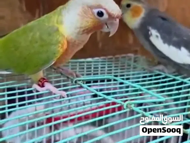 كنيور أليف جدا و لعوب + كوكتيل فيه خوف + شنطة تنقل