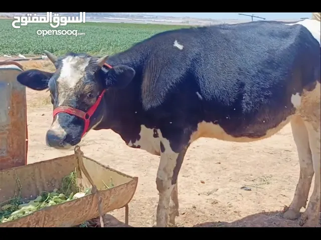 عجلة مقنوي ترباية بيت 11 شهر قطعة خشنة