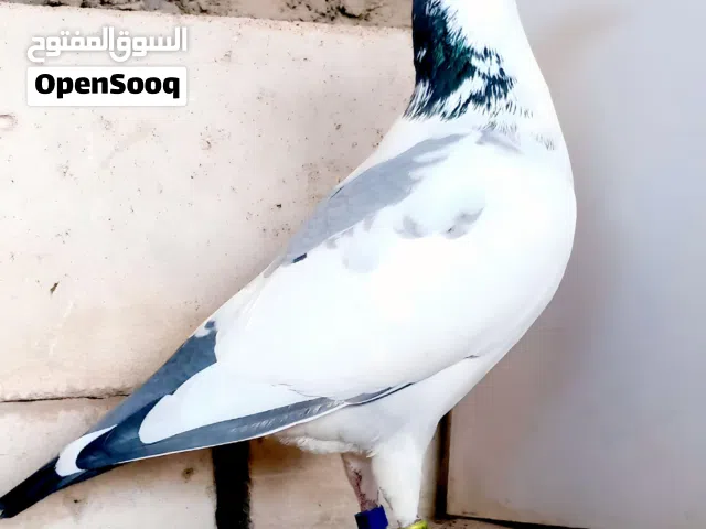 فحل كويتي مديل 24 طير شهادة جناي حامد الصويل