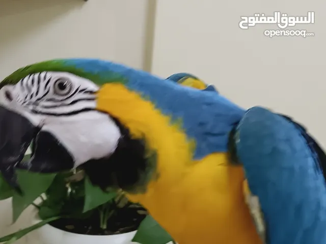 FULLY TAMED AND TALKING MACAW