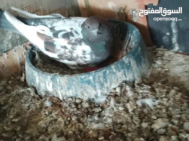 متاح زوجين حمام زوج عرايس وزوج تور