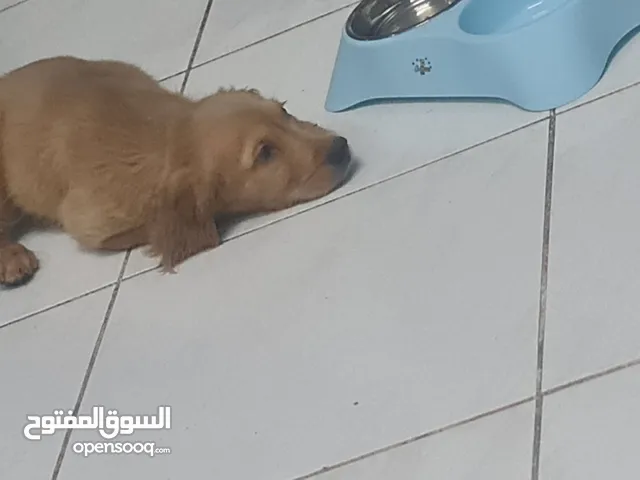 2.5 months old beautiful Golden retriever. No issues and vaccinated