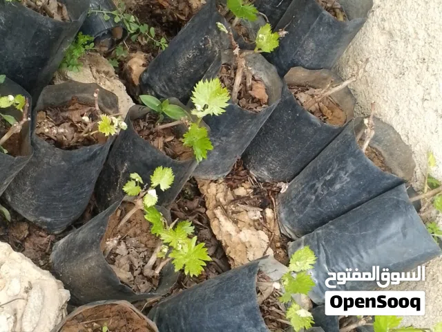 ورق دوالي وشجر رمان للبيع