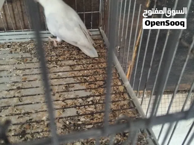 السلام عليكم ورحمة الله وبركاته موجود ذكر ابلو ابلاين ربي يبارك يبكي ع انتيا
