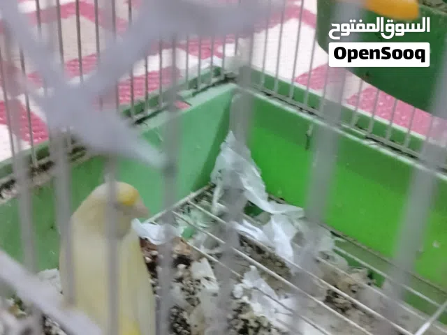 كناري فحل ونثيه