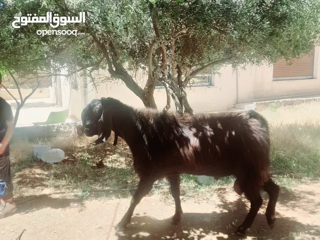 تيس لحم للبيع