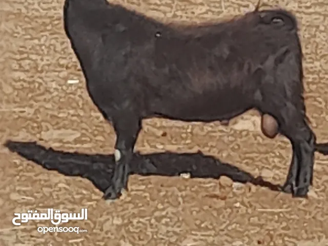 تيس نخب اول للبيع