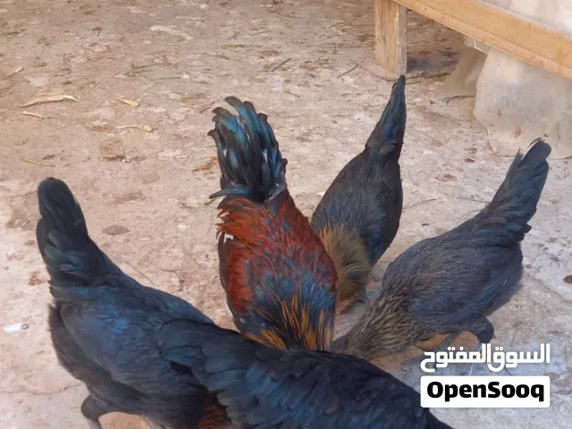 4 دجاجات + ديج شرط صحه ونظافه  تواصل واتساب