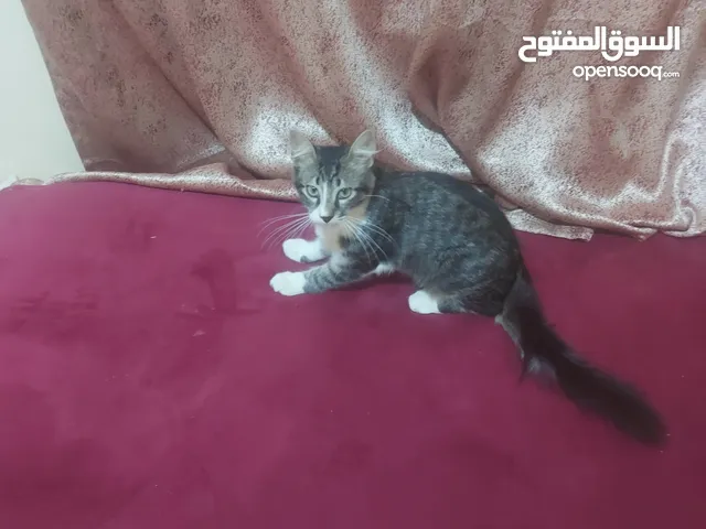 قط نرويجي جميل البيع