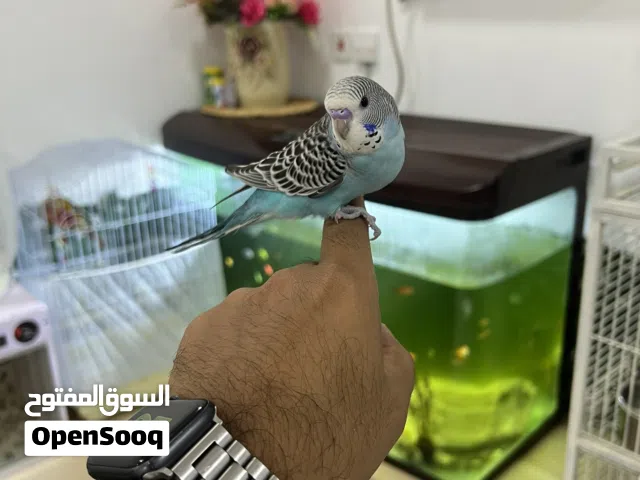 ببغاء للبيع