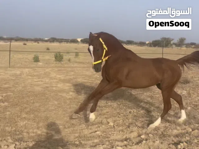حصان سباق اموره طيبه