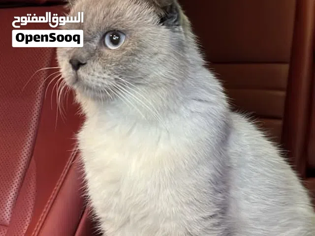 ذكور للتزاوج مستويات قويه