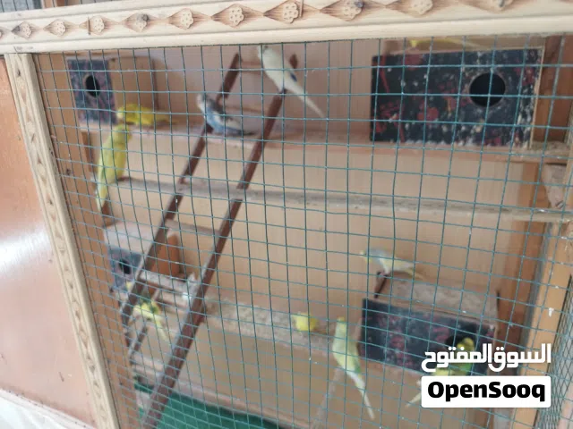السلام عليكم للبيع طيور حب الزوج