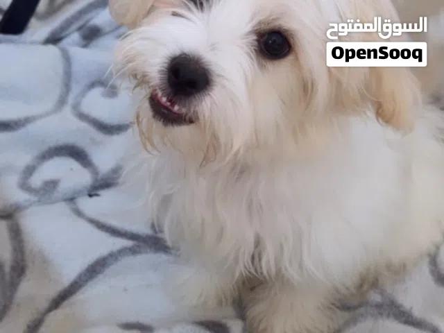 البيع   وسعر مميز