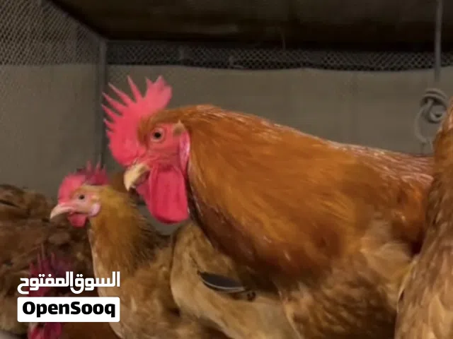 صيصان فرنسي لاحمر اصل ( يتوفر توصيل )