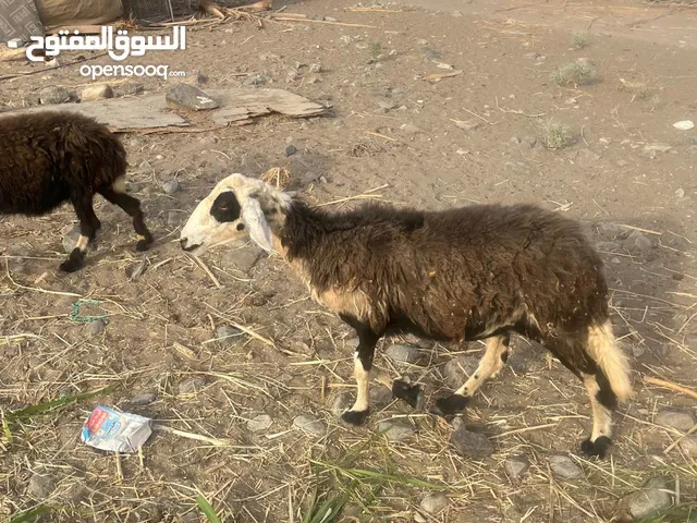 جعد للبيع سمان حلوات