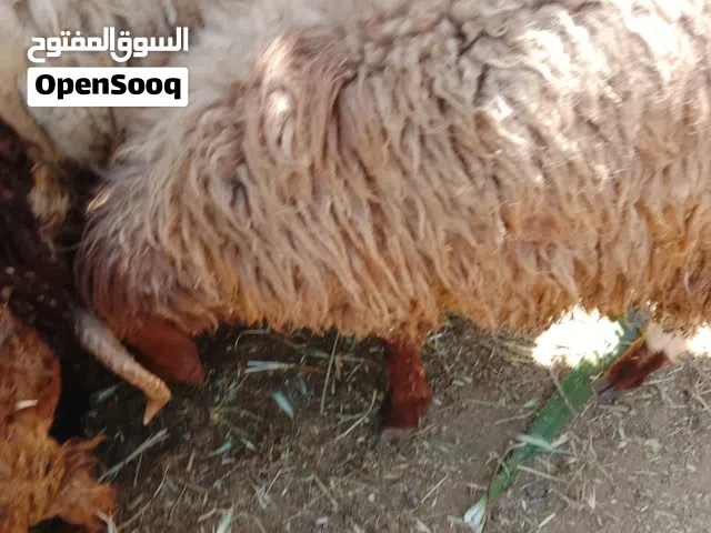 3خرفان وجدي للبيع