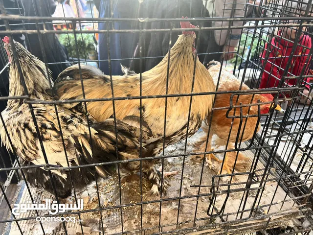 دجاج البراهمة العملاق: فخامة لا مثيل لها وريش كثيف يزين ساقيه – اكتشف الجودة الأصيلة."