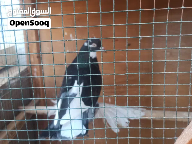 كوبيا هزاز
