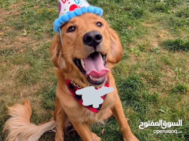 Golden retriever female 2 years old