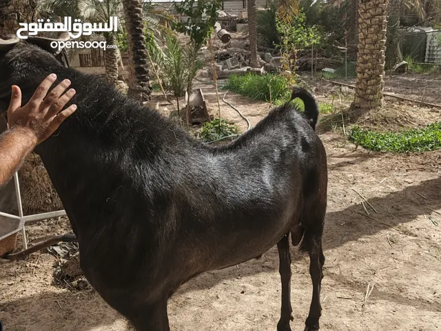 ضخل أفغاني