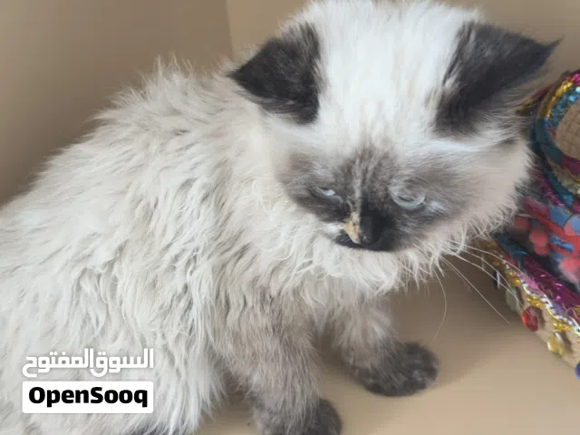 بيع قطط شيرازي وهملايا